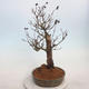 Venkovní bonsai - ptačí zob Ligustrum - 4/4