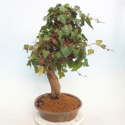 Venkovní bonsai - Hedera - Břečtan - 4