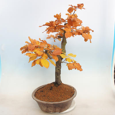 Venkovní bonsai - Fagus sylvatica - Buk lesní - 4