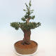 Venkovní bonsai - Taxus bacata  - Tis červený - 4/5