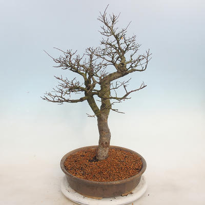 Venkovní bonsai - Ulmus - Jílm malolistý - 4