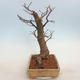 Venkovní bonsai - Lípa malolistá - Tilia cordata - 4/5
