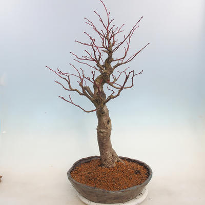 Venkovní bonsai - Lípa malolistá - Tilia cordata - 4