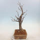 Venkovní bonsai - Lípa malolistá - Tilia cordata - 4/5