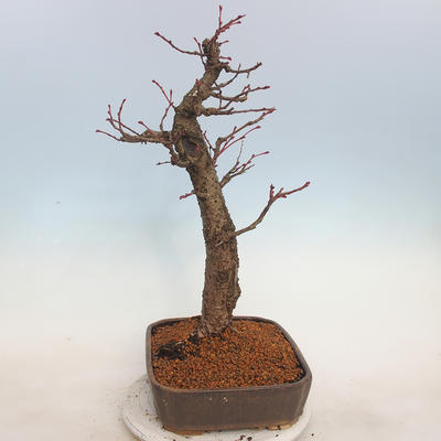 Venkovní bonsai - Lípa malolistá - Tilia cordata - 4