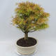 Venkovní bonsai - Pseudolarix amabilis - Pamodřín - 4/5