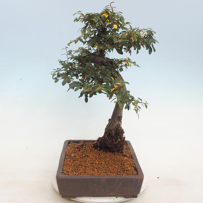 Venkovní bonsai-Cotoneaster  - Skalník - 4