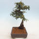 Venkovní bonsai-Cotoneaster  - Skalník - 4/5