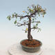 Venkovní bonsai-Cotoneaster  - Skalník - 4/5