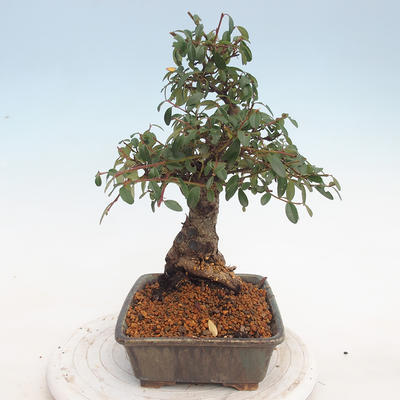Venkovní bonsai-Cotoneaster  - Skalník - 4