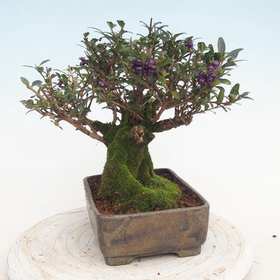 Venkovní bonsai-Lonicera nitida -Zimolez - 4