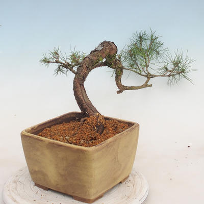 Venkovní bonsai - Pinus sylvestris - Borovice lesní - 4