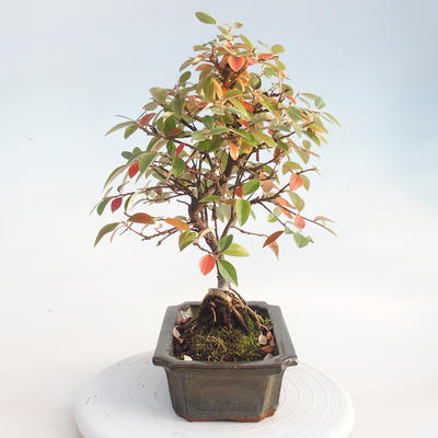 Venkovní bonsai - Cotoneaster  - Skalník - 4