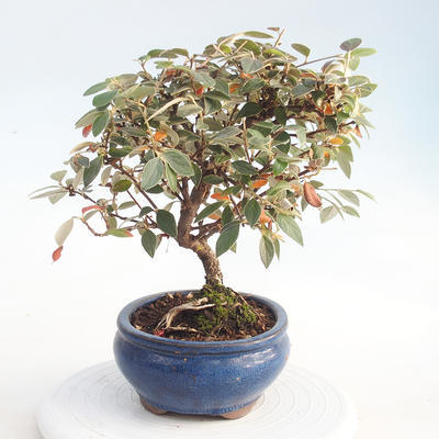 Venkovní bonsai - Cotoneaster  - Skalník - 4