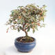Venkovní bonsai - Cotoneaster  - Skalník - 4/4