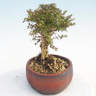 Venkovní bonsai-Lonicera nitida -Zimolez - 4