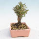 Venkovní bonsai-Lonicera nitida -Zimolez - 4/4