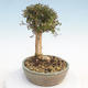 Venkovní bonsai-Lonicera nitida -Zimolez - 4/5