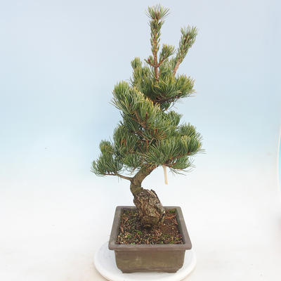 Venkovní bonsai - Pinus parviflora - Borovice drobnokvětá - 4