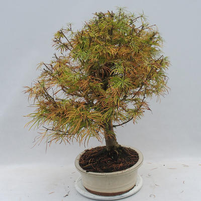 Venkovní bonsai - Pseudolarix amabilis - Pamodřín - 4