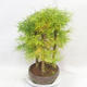 Venkovní bonsai - Pseudolarix amabilis - Pamodřín - lesík 5 stromů - 4/5