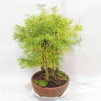 Venkovní bonsai - Pseudolarix amabilis - Pamodřín - lesík 5 stromů - 4
