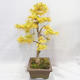 Venkovní bonsai - Pseudolarix amabilis - Pamodřín - 4/6