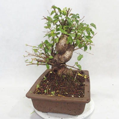 Venkovní bonsai -Mahalebka - Prunus mahaleb - 4