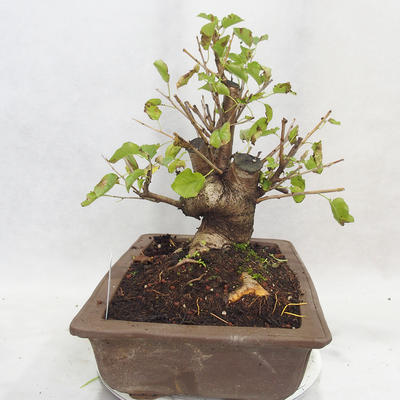 Venkovní bonsai -Mahalebka - Prunus mahaleb - 4