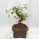 Venkovní bonsai -Mahalebka - Prunus mahaleb - 4/5