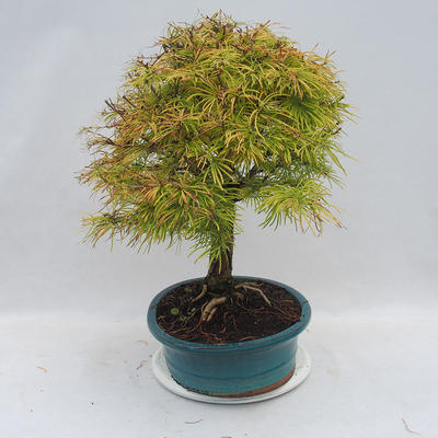 Venkovní bonsai - Pseudolarix amabilis - Pamodřín - 4