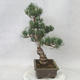 Venkovní bonsai - Pinus parviflora - Borovice drobnokvětá - 4/5