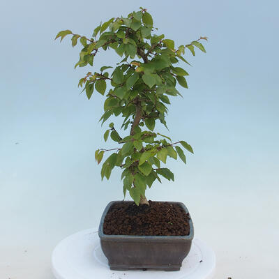 Venkovní bonsai - Carpinus CARPINOIDES - Habr korejský - 4