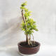 Pokojová bonsai - Duranta erecta Aurea - 4/5