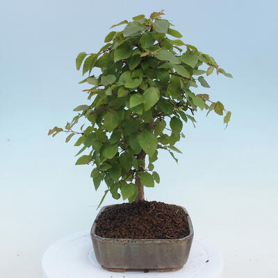 Venkovní bonsai - Carpinus CARPINOIDES - Habr korejský - 4