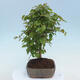 Venkovní bonsai - Carpinus CARPINOIDES - Habr korejský - 4/4