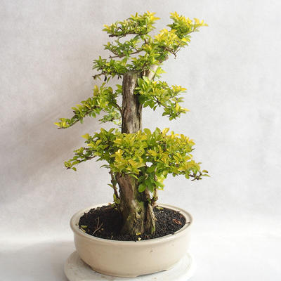 Pokojová bonsai - Duranta erecta Aurea - 4