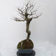 Venkovní bonsai - Fagus sylvatica - Buk lesní - 4/5