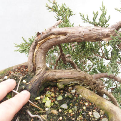 Venkovní bonsai- Jalovec  - Juniperus - 4