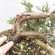 Venkovní bonsai- Jalovec  - Juniperus - 4/5