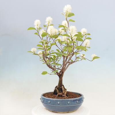 Venkovní bonsai - fotergila - Fothergilla major - 4