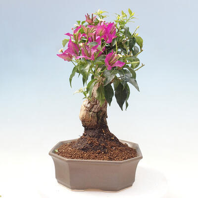 Pokojová bonsai - Bouganwilea - 4