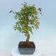 Venkovní bonsai - Javor Buergerianum - Javor Burgerův - 4/4