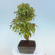 Venkovní bonsai - Javor Buergerianum - Javor Burgerův - 4/4