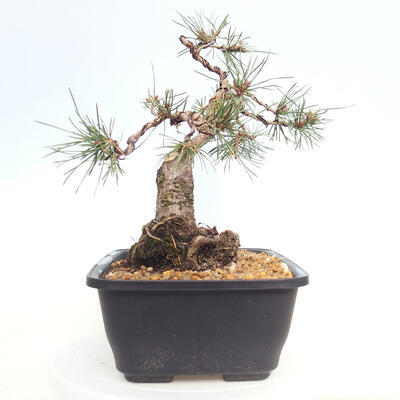 Venkovní bonsai - Pinus Sylvestris Watererri - Borovice lesní - 4