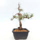 Venkovní bonsai - Pinus Sylvestris Watererri - Borovice lesní - 4/4