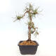Venkovní bonsai - Pinus Sylvestris Watererri - Borovice lesní - 4/4
