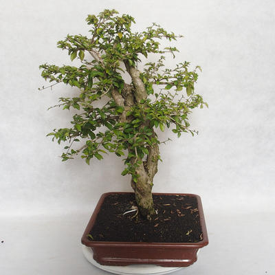 Pokojová bonsai - Cudrania equisetifolia - 4