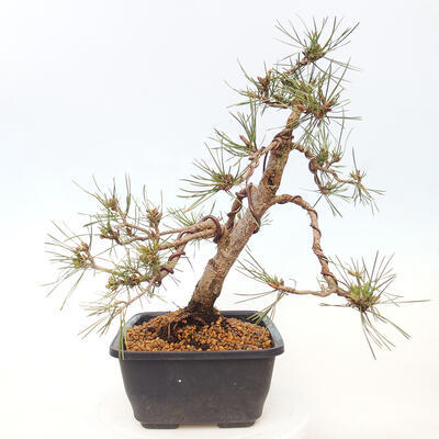 Venkovní bonsai - Pinus Sylvestris Watererri - Borovice lesní - 4