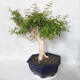 Pokojová bonsai - Australská třešeň - Eugenia uniflora - 4/4